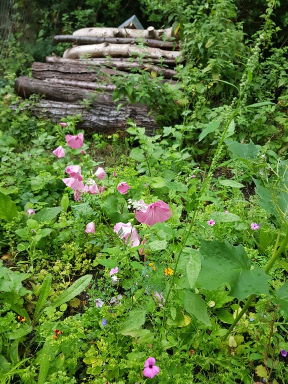 Hollyann's wildflower garden - pink flowers in a sea of green with a pile of wood in the background.